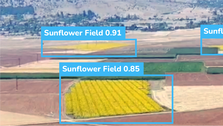 Sunflower Field